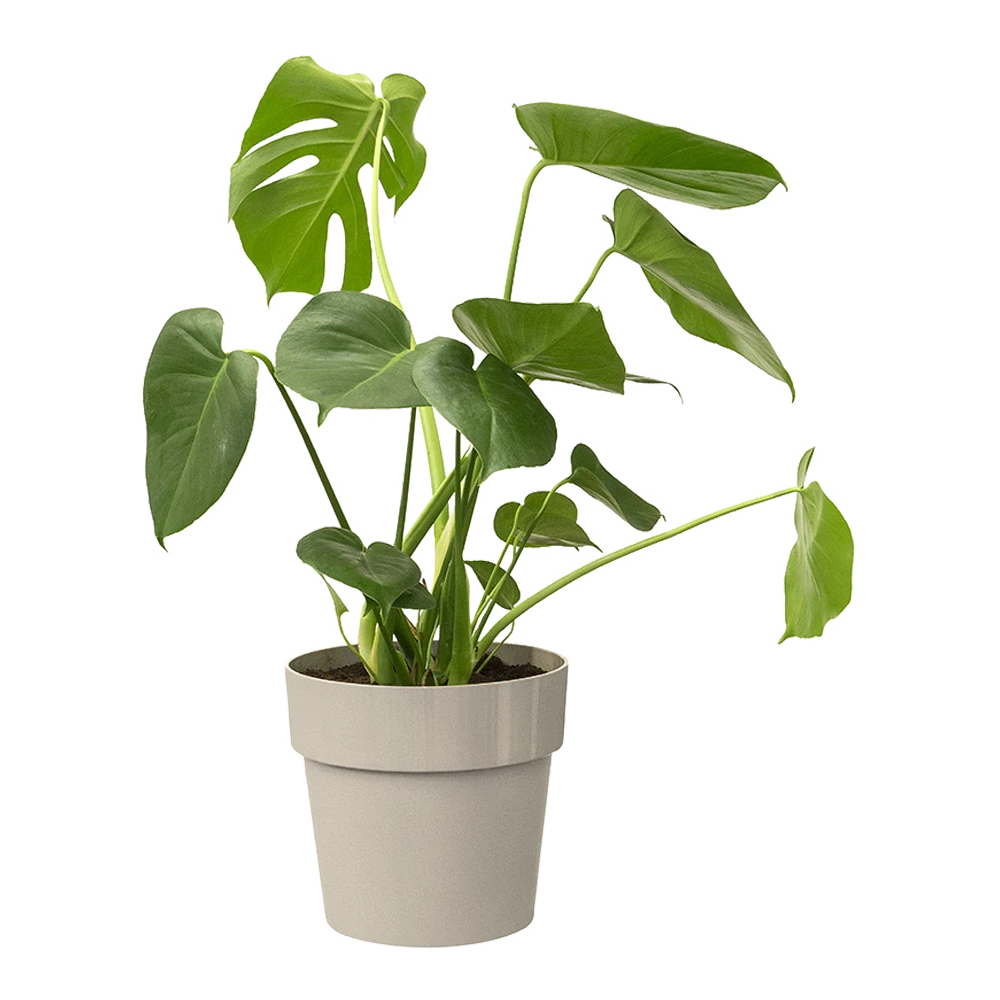 Bloempot Elho B.for Original Rond 25cm - Warm Grijs - Afbeelding 2