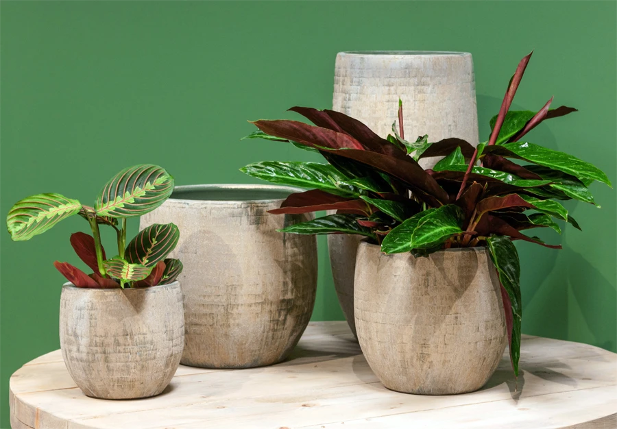 Bloempot Steef Hoog - D29 X H60cm - Creme Groen - Afbeelding 2