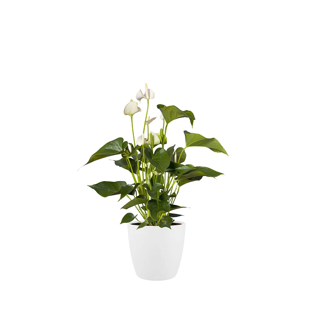 Bloempot Elho Brussels Rond 30cm - Wit - Afbeelding 2